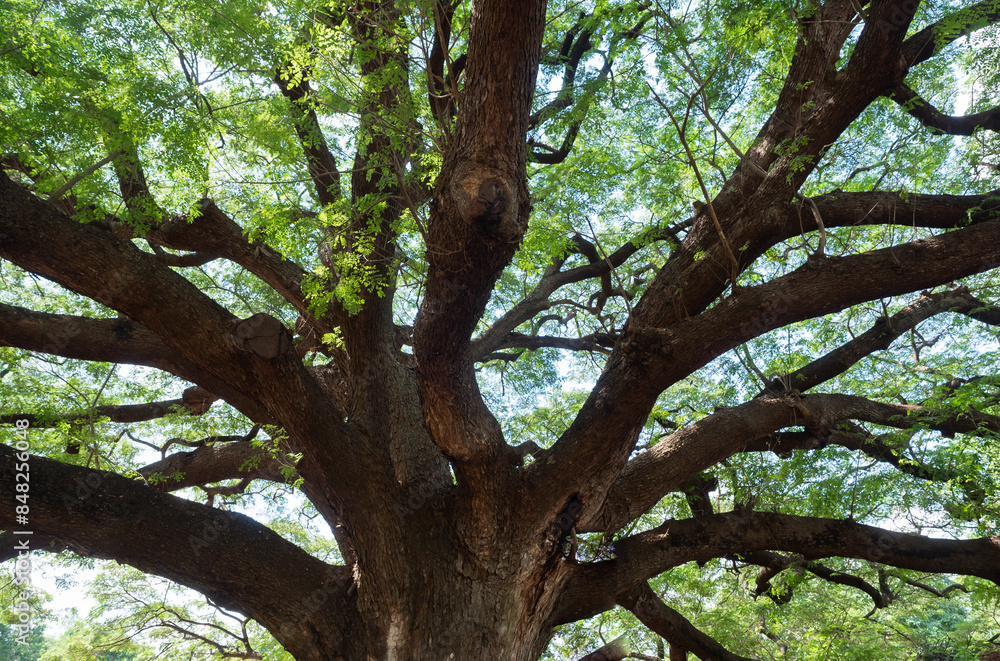 big green tree big green tree