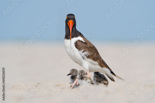 Oystercatcher with her chicks