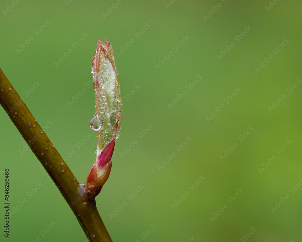 Fresh spring leaf growth covered with rain drops. Fresh spring leaf growth covered with rain drops.