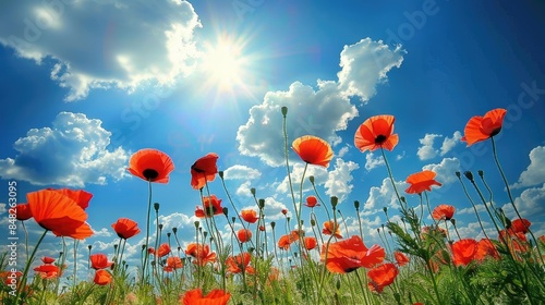 Meadow of red poppies under a blue sky with spring clouds