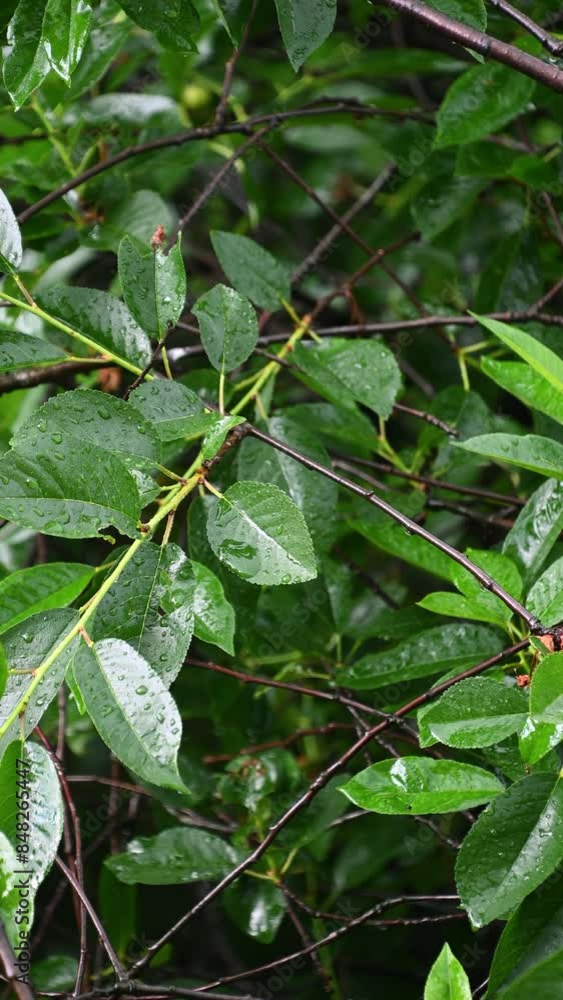 Raindrops fall on green leaves. Summer rain. Natural beautiful background. Raindrops fall on green leaves. Summer rain. Natural beautiful background.