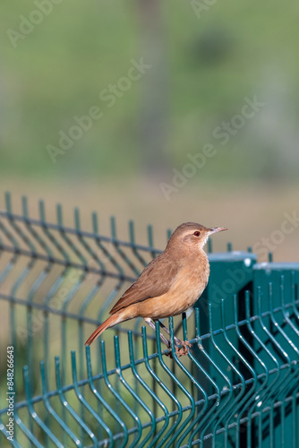 bird posed on a railing photo