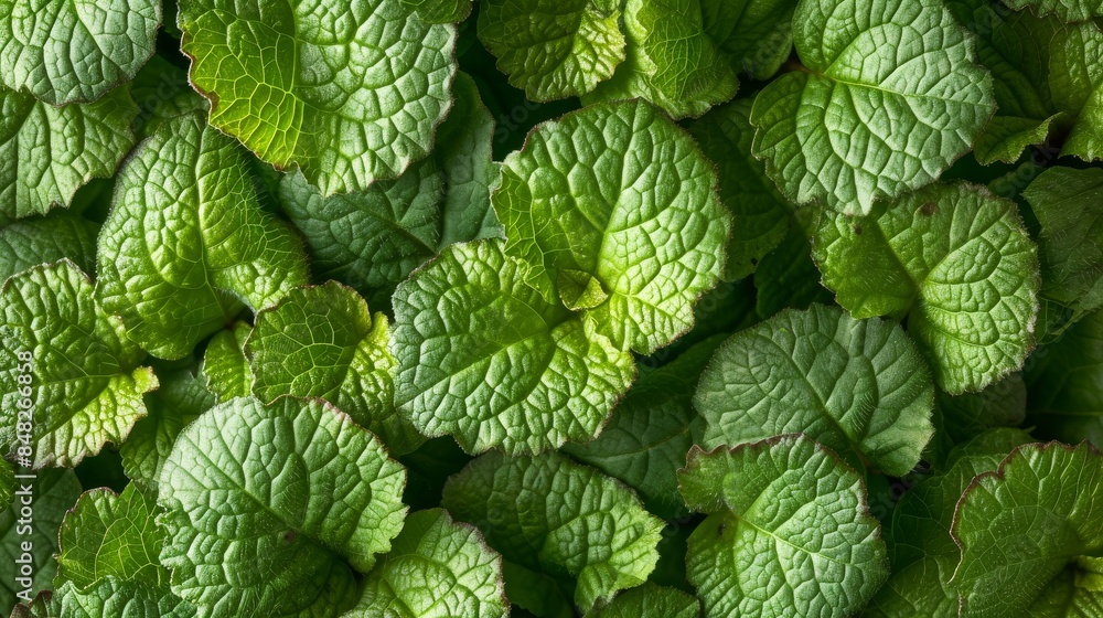 Herb lemon balm leaves Herb lemon balm leaves