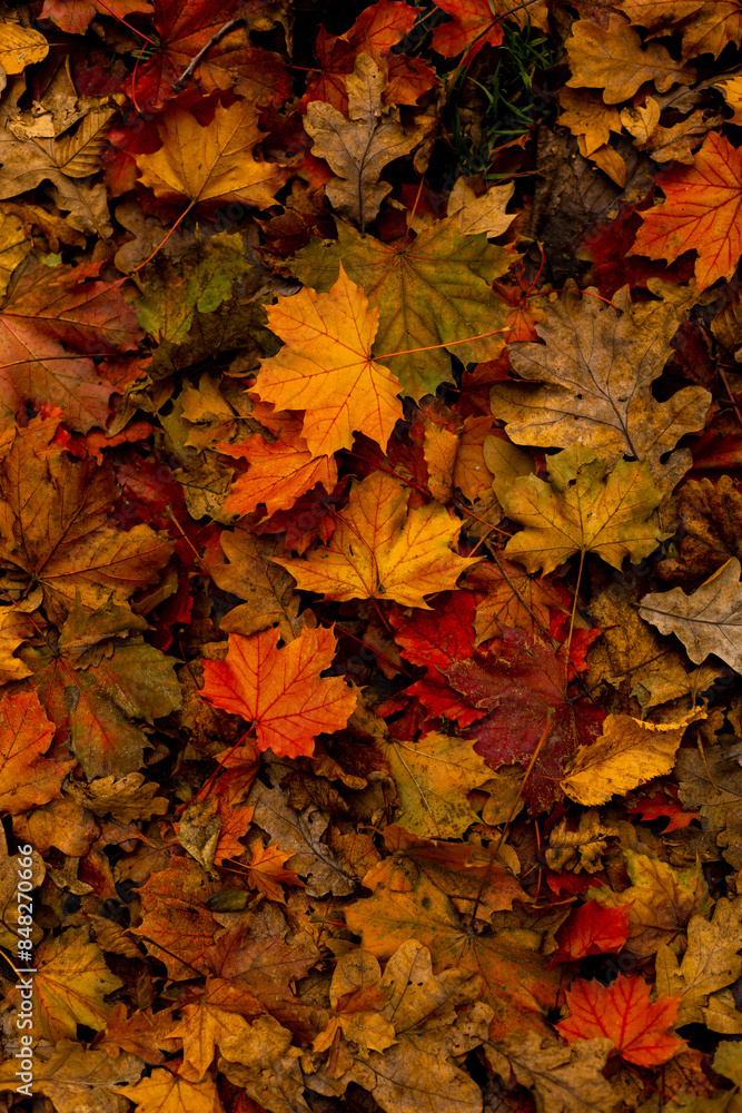 many autumn colorful maple leaves texture background many autumn colorful maple leaves texture background