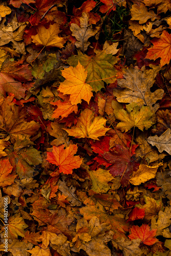 many autumn colorful maple leaves texture background