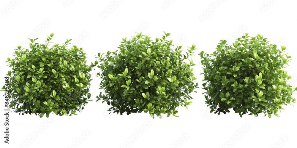 Three lush green bushes isolated on white background, ideal for landscaping, gardening, and nature-themed projects. Three lush green bushes isolated on white background, ideal for landscaping, gardening, and nature-themed projects.