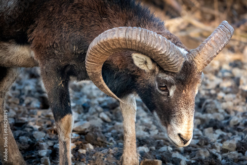 Fotografie mouflon in the mountains