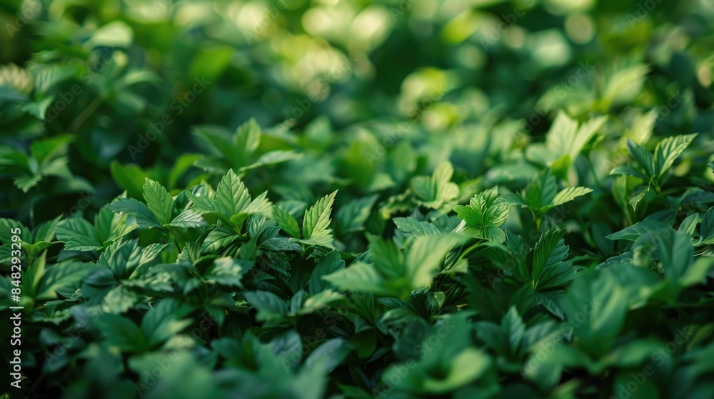 Summer field bedecked with emerald green leaves Summer field bedecked with emerald green leaves