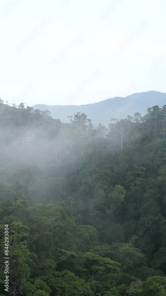 aerial view of the forest and jungle full of vegetation in Vietnam on a foggy day near the mountains aerial view of the forest and jungle full of vegetation in Vietnam on a foggy day near the mountains