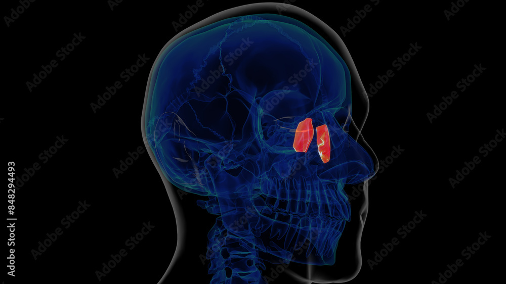 Human skeleton lacrimal bone anatomy 3D rendering Human skeleton lacrimal bone anatomy 3D rendering