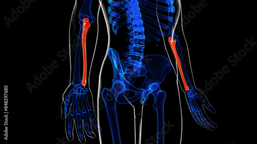 Obraz na plátne Human skeleton ulna bone anatomy for medical concept 3D rendering