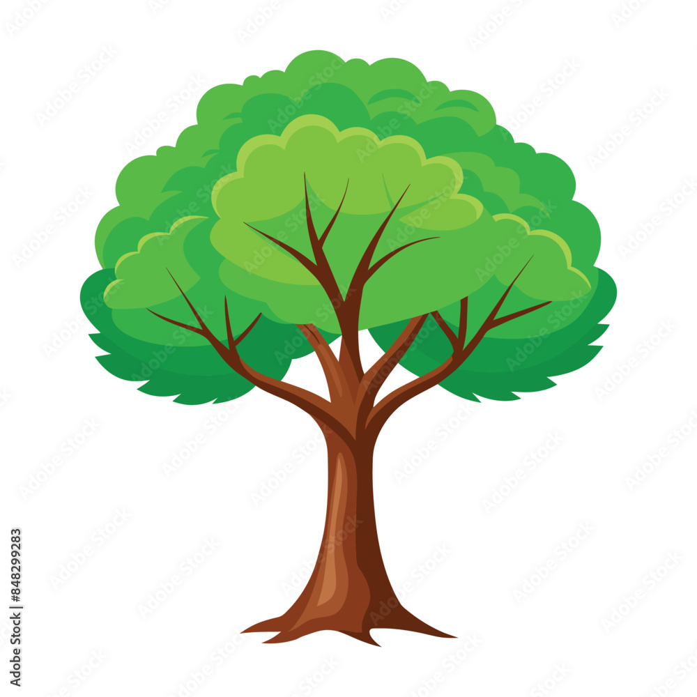 Fototapeta premium beech tree isolated on white