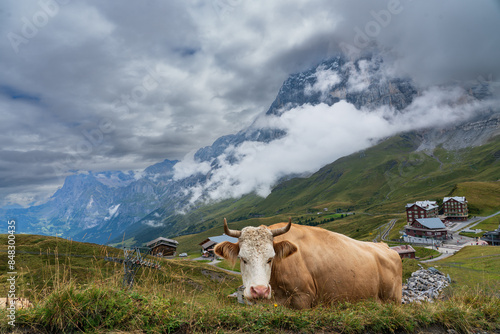 Swiss cow in the swiss alps overlooking swill valley