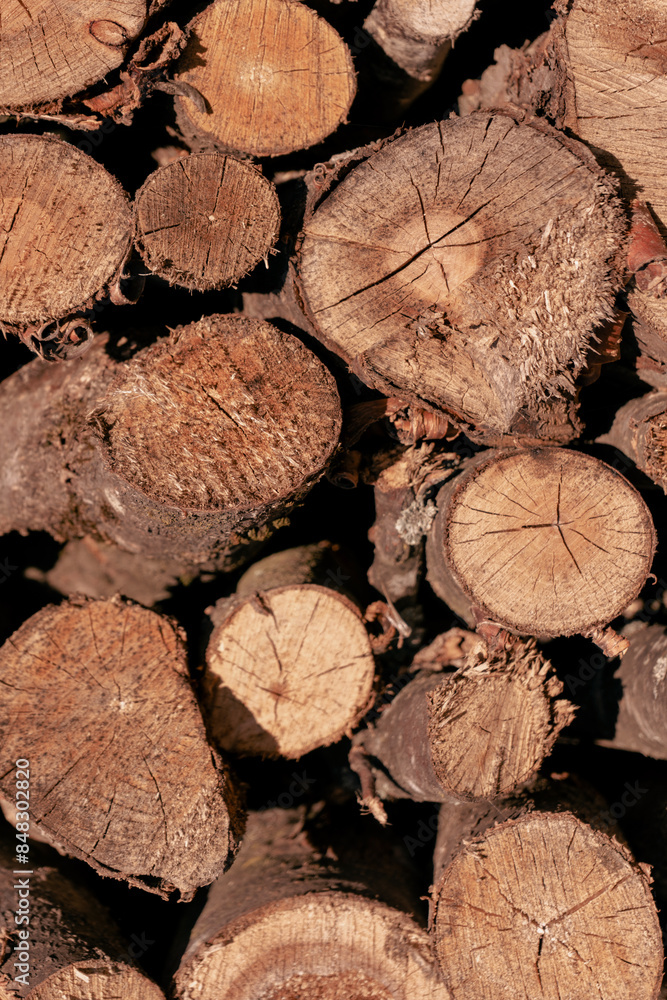 Tree trunks as a background. Tree trunks as a background.