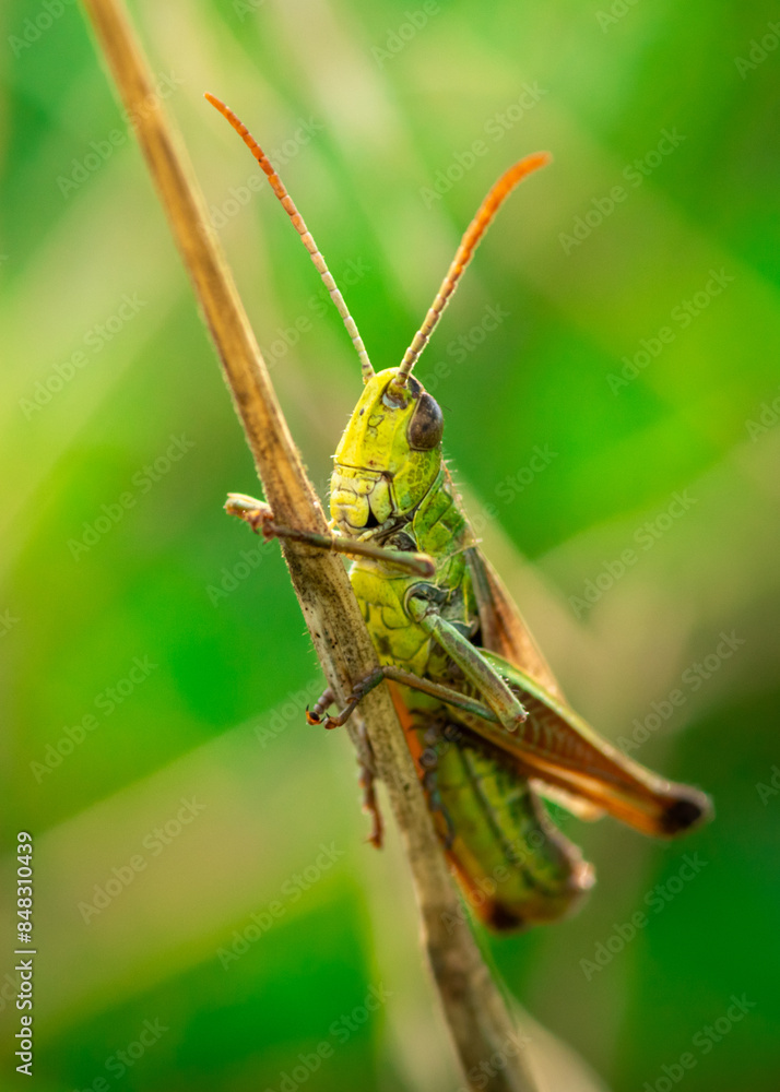 zielony pasikonik w dużym zbliżeniu na fotografii makro zielony pasikonik w dużym zbliżeniu na fotografii makro