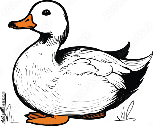 A duck, an illustration of by Cornelia  white background  photo