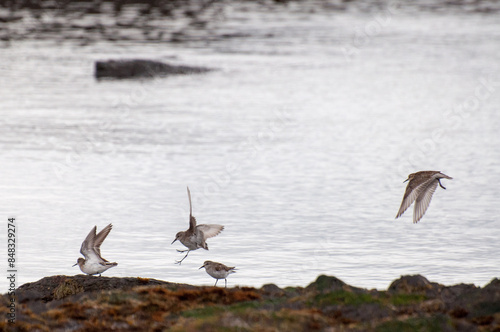chorlos en orilla del estrecho de magallanes. Patagonia, Chile.