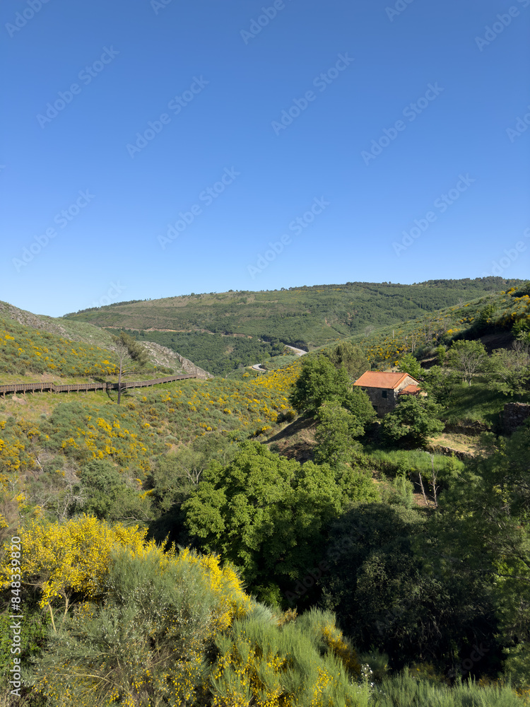 A serene vista of terraced vineyards in a lush valley under a clear blue sky A serene vista of terraced vineyards in a lush valley under a clear blue sky