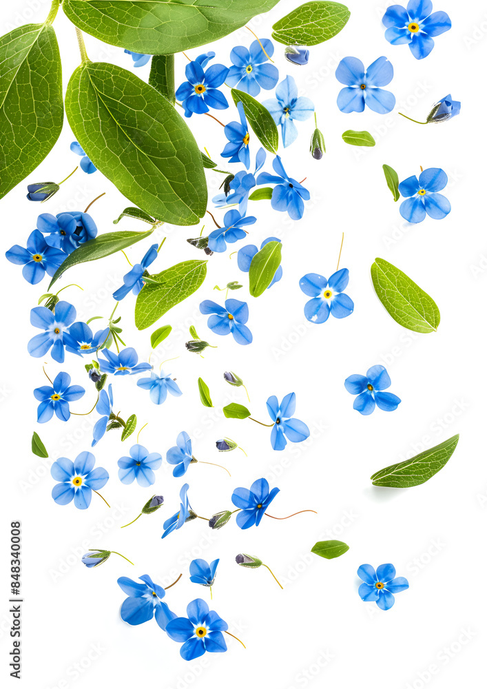 Fresh flying blue forget-me-nots and leaves isolated on white Fresh flying blue forget-me-nots and leaves isolated on white
