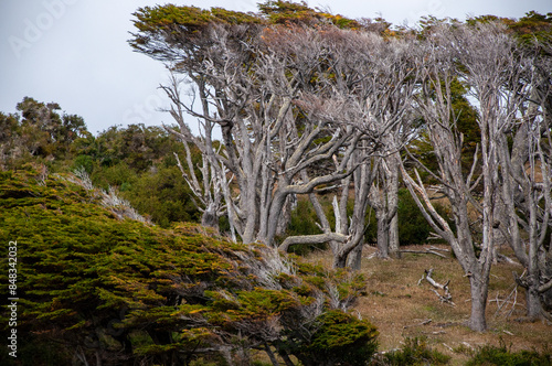 bosque de lengas y coigues marcado por el viento de magallanes