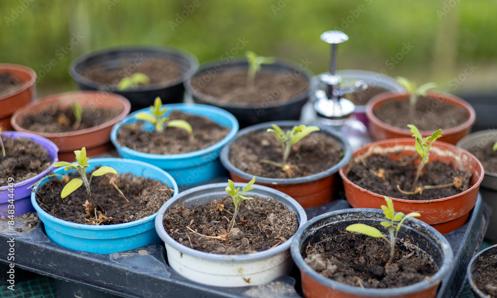 Growing tomato seedlings in different plastic reusable pots. Planting vegetables. Growing food near home. Planting and gardening concept. Growing tomato seedlings in different plastic reusable pots. Planting vegetables. Growing food near home. Planting and gardening concept.