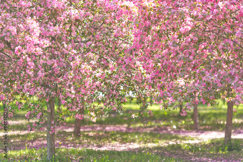 Wallpaper Mural Garden of cherry blossom trees, with a path among the trees, in the sunlight Torontodigital.ca
