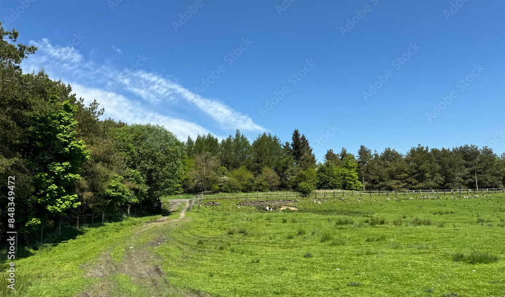 A meadow unfolds beneath a blue sky dotted with a handful of wispy clouds. A dirt path winds through the tall grass, weaving past ancient trees and wild flora in Rossendale, UK.