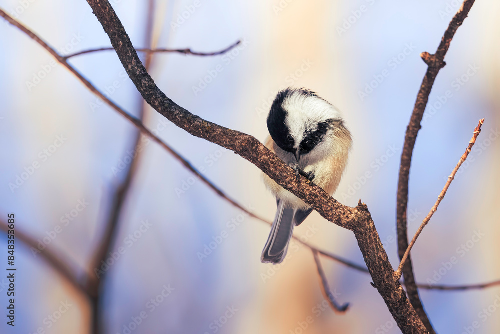 Fototapeta premium black capped kingfisher