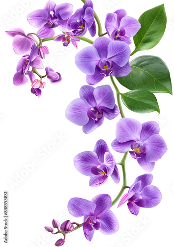 Fresh flying violet orchids and leaves isolated on white