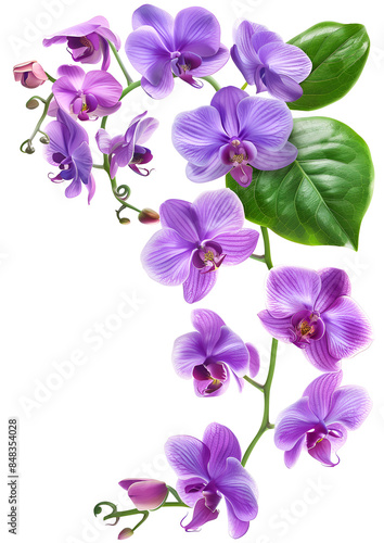 Fresh flying violet orchids and leaves isolated on white