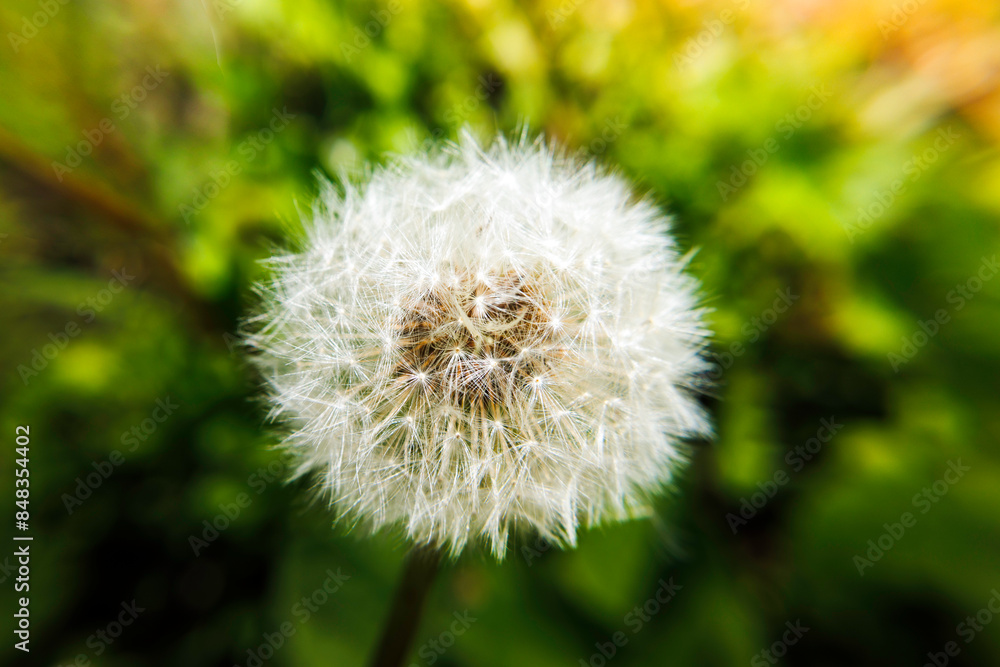 Fototapeta premium dandelion on green background