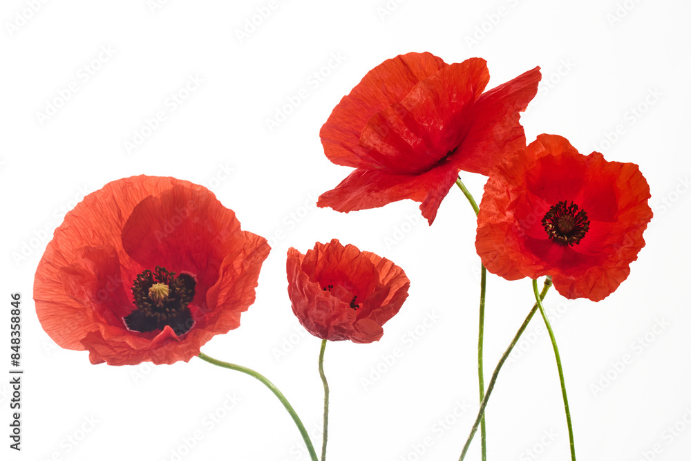 Naklejka premium Vibrant Red Poppies on White Background