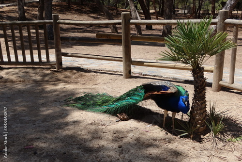 Reina Sofia Park, Guardamar del Segura, Alicante, Spain, May 8, 2024: Colorful peacock in the Reina Sofia Park in Guardamar del Segura, Alicante, Spain photo