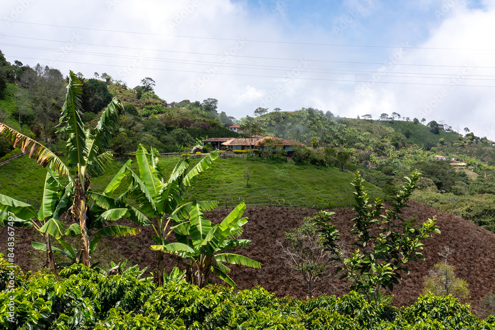 Fototapeta premium banana plantation