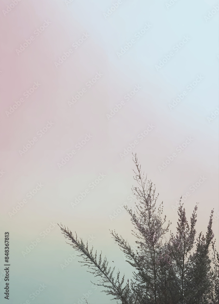 Obraz premium The image is of a pine tree against a pastel sky. The sky is a gradient of pink, blue, and yellow. The tree is dark in color and has long, thin branches.