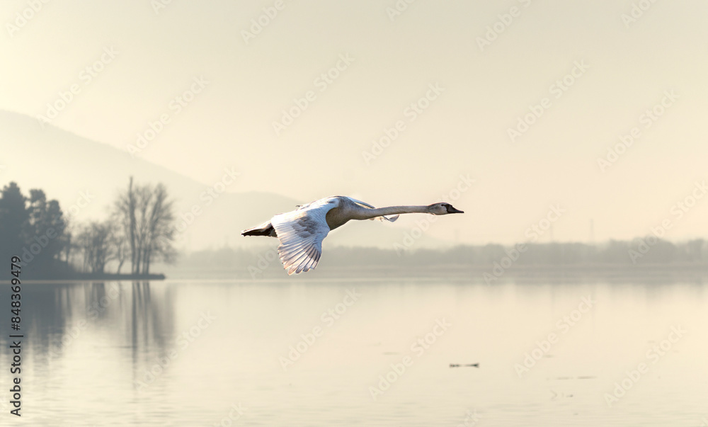 Fototapeta premium swan in flight