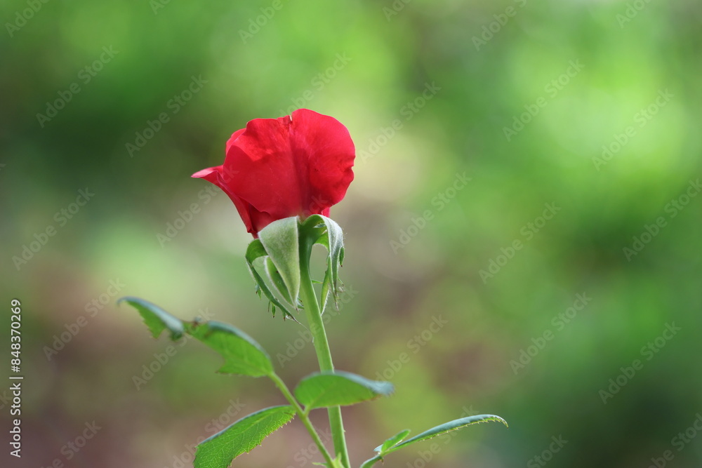red rose in the garden on green background red rose in the garden on green background