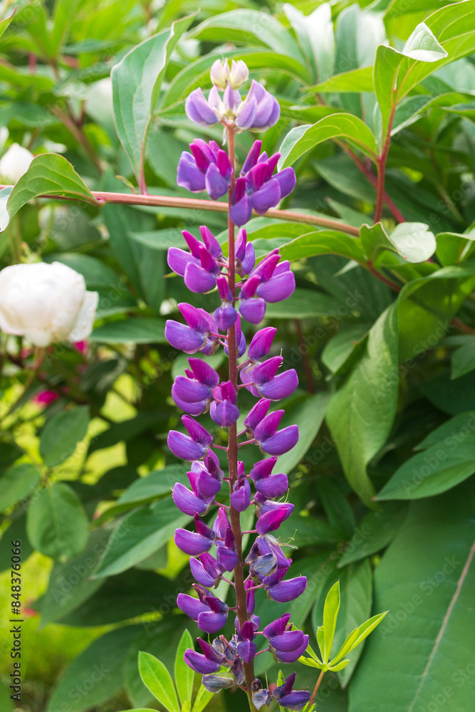Summer flowering plant Lupinus polyphyllus in a flowerbed in a summer garden. Summer flowering plant Lupinus polyphyllus in a flowerbed in a summer garden.
