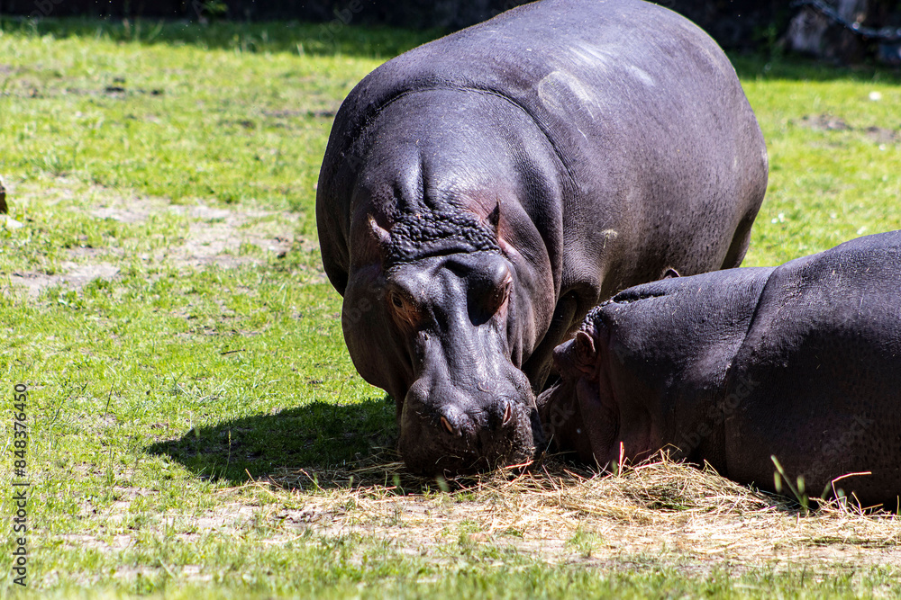 Two hippos in the zoo's outdoor exhibit. Hippos in the zoo. Hippo, big, dangerous, animal. Hippopotamus couple in an outdoor exhibit on a sunny day. Two hippos in the zoo's outdoor exhibit. Hippos in the zoo. Hippo, big, dangerous, animal. Hippopotamus couple in an outdoor exhibit on a sunny day.
