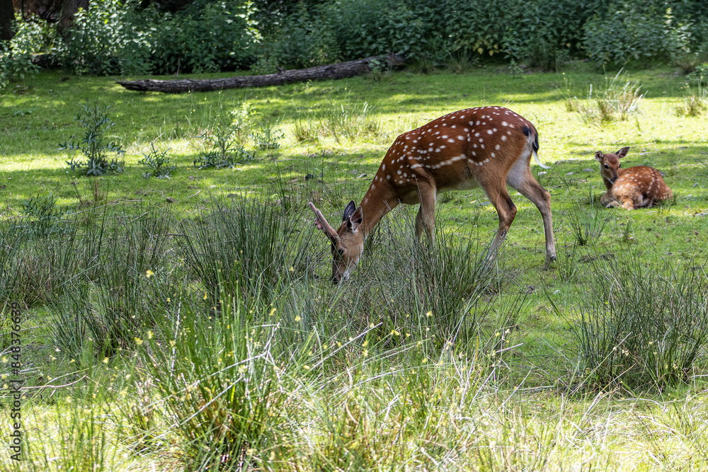 Roe deer among tufts of tall grass. Roe deer on pasture. Nature, animals, game. Roe deer in nature. Tufts of tall grass, grass, red fur, dots, camouflage, antlers Roe deer among tufts of tall grass. Roe deer on pasture. Nature, animals, game. Roe deer in nature. Tufts of tall grass, grass, red fur, dots, camouflage, antlers