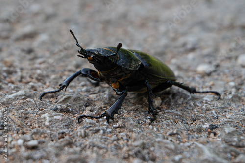 Lucanus cervus
