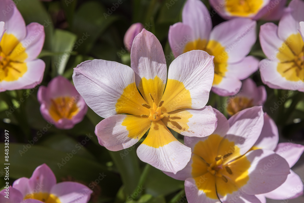 Exotic unique purple-pink color tulips Lilac Wonder. A jewel among tulips. Close up