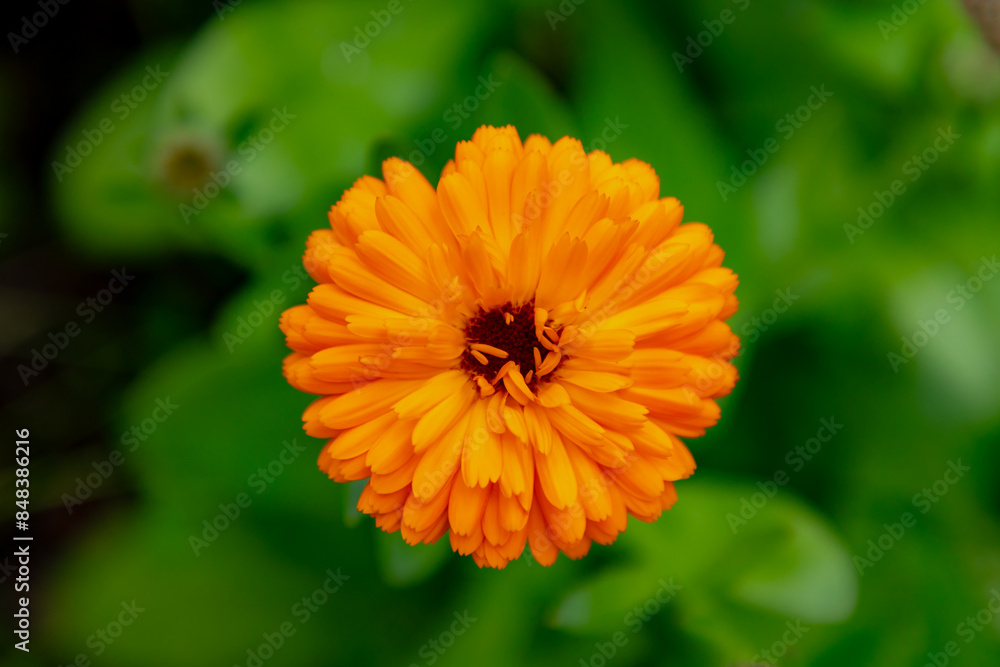 Selective focus of orange Calendula officinalis flower in garden, Pot Marigold, Ruddles, Mary's gold or Scotch marigold is a flowering plant in the daisy family Asteraceae, Nature floral background. Selective focus of orange Calendula officinalis flower in garden, Pot Marigold, Ruddles, Mary's gold or Scotch marigold is a flowering plant in the daisy family Asteraceae, Nature floral background.
