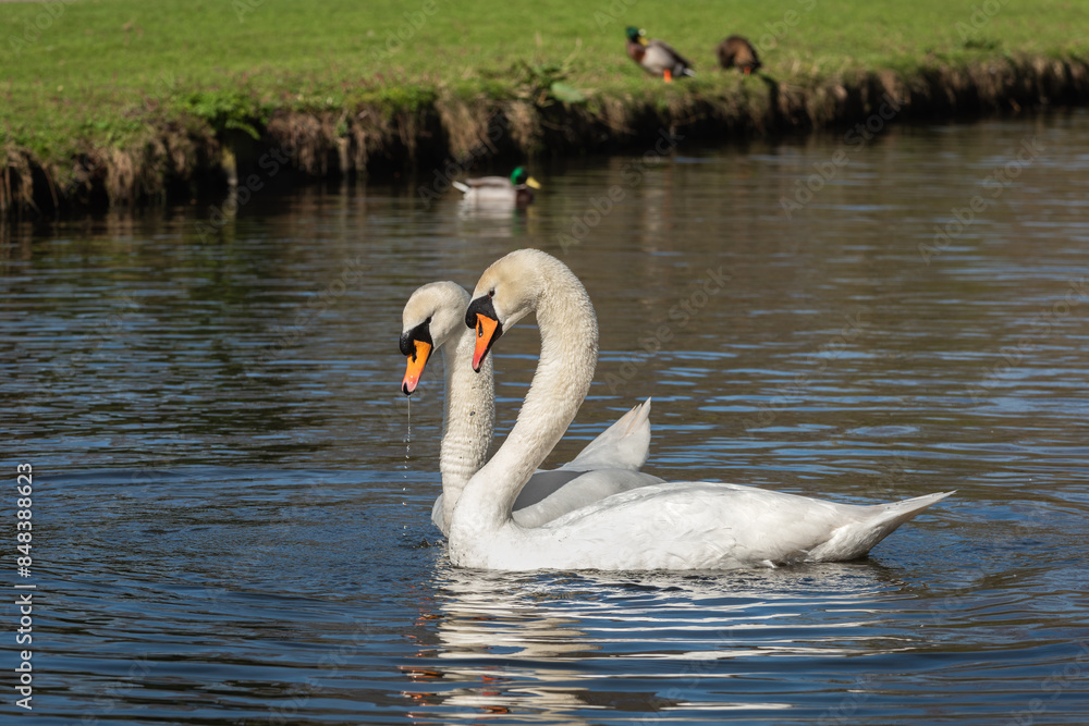 Obraz premium Adult male and female mute swan (Cygnus olor) next to each other on a sunny spring day
