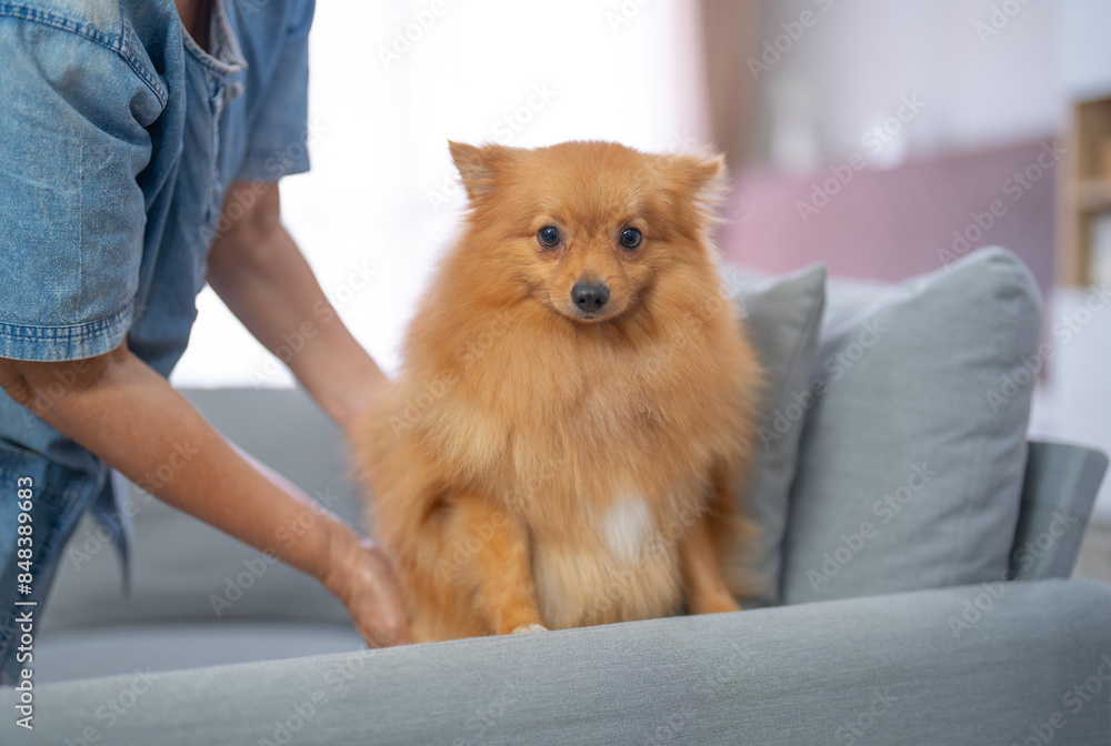 Happy dogs or puppy smiling in bedroom at home or house. Pet animal. Happy dogs or puppy smiling in bedroom at home or house. Pet animal.