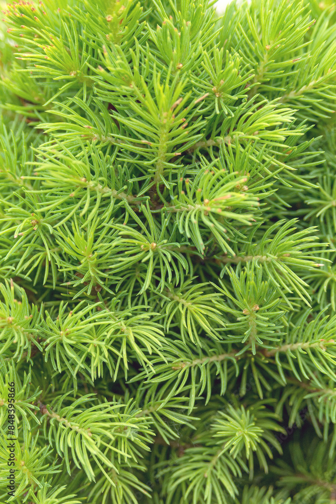 Thin green spruce needles. Floral background. Thin green spruce needles. Floral background.