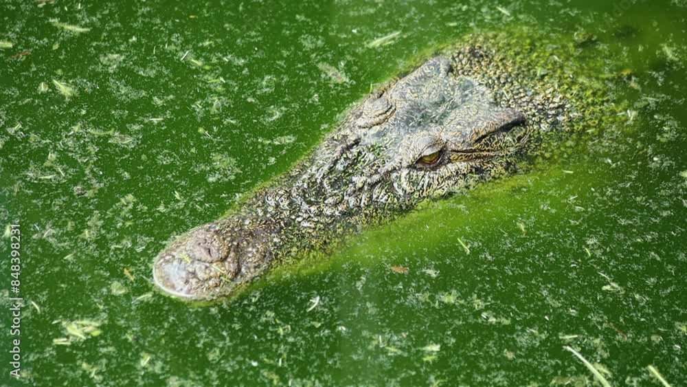 Crocodile in the river top view Crocodile in the river top view
