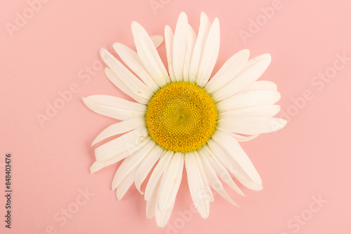 Large chamomile on a pink background