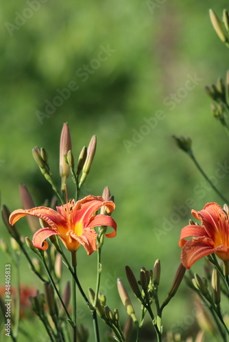orange lilies on a green natural background