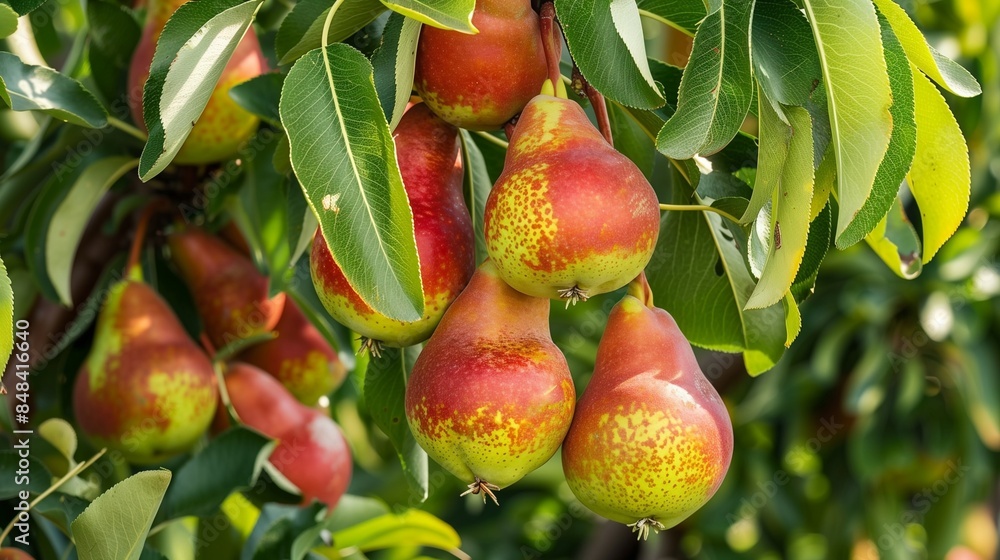 Obraz premium Bountiful Pear Tree Harvest in Green Orchard